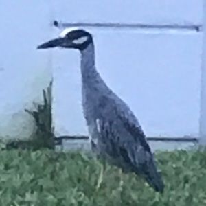 Meet your Posher, Dianne